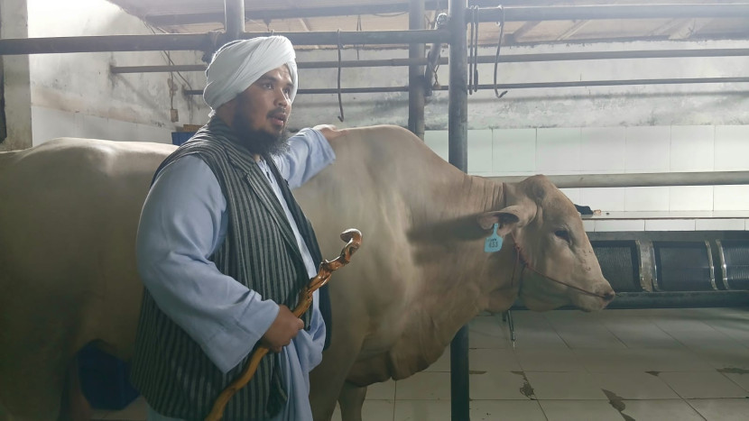 Ustadz Derry Sulaiman memegang sapi limosin yang akan dijadikan kurban pada Idul Adha 1446 H.