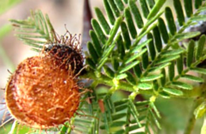Jurema preta (Mimosa tenuiflora). (Juliana S. Silva/CC BY-NC 4.0)