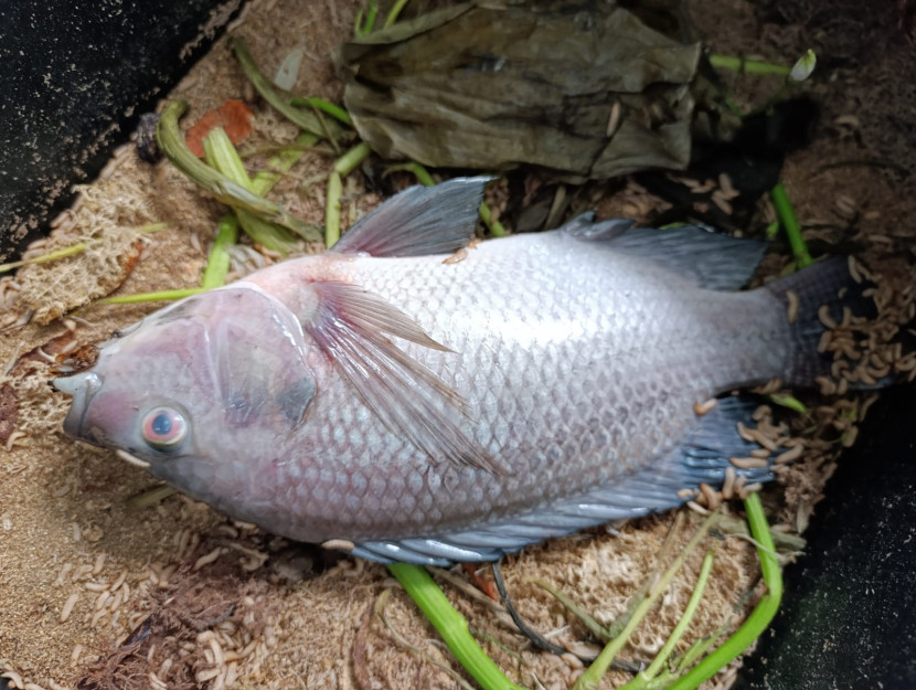 Maggot Sumber:FIFARM