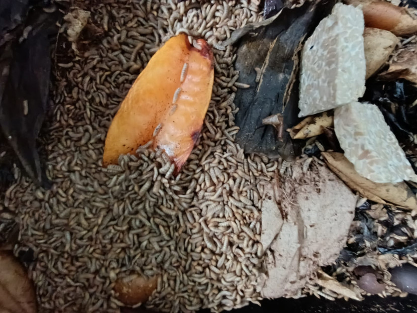 Maggot, larva lalat BSF Sumber:FIFARM