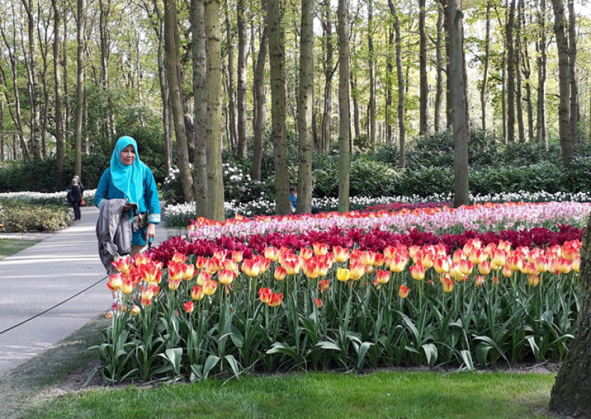 Bunga Tulip mekar di Keukenhof. (FOTO: Maspril Aries)