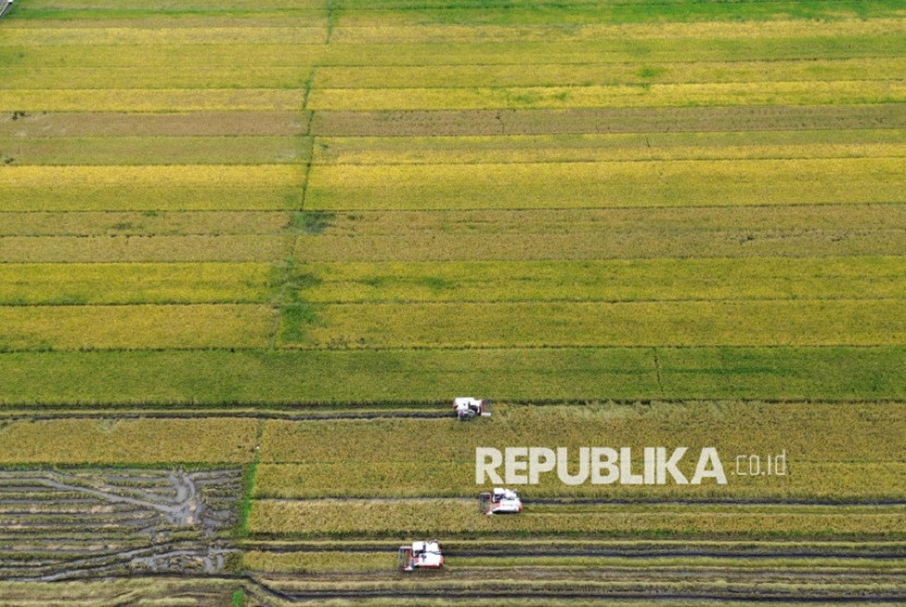 Pekerja memanen padi menggunakan mesin Combine Harvester di area persawahan.
