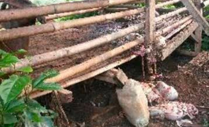 Jeroan kambing yang disisain dari kambing yang dicuri. (Foto: Dok RUZKA INDONESIA)