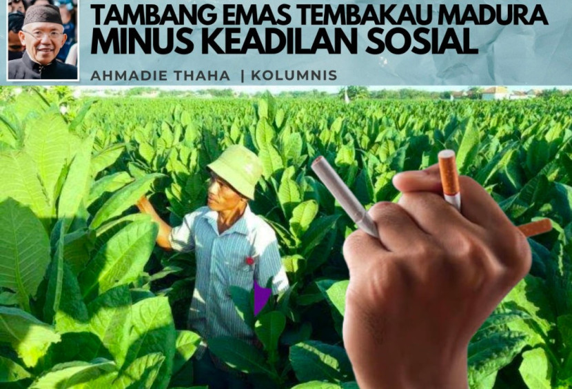 Foto ilustrasi Catatan Cak AT: Tambang Emas Tembakau Madura Minus Keadilan Sosial. (Foto: Dok RUZKA INDONESIA)