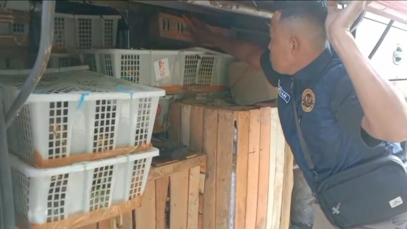 Ratusan burung liar dalam keranjang diamankan petugas dalam bagasi bus di Pelabuhan Bakauheni, Lampung, Jumat (16/5/2025) petang. (Foto: Dok. BKP Lampung)