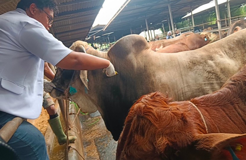 Pemeriksaan kesehatan hewan kurban. (Foto: Dok Rusdy Nurdiansyah/RUZKA INDONESIA)