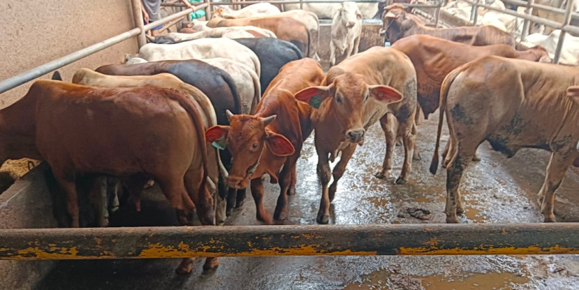 Lapak penjualan hewan kurban sapi CV Puput Bersaudara di Pancoran Mas, Kota Depok. (Foto: Rusdy Nurdiansyah/RUZKA INDONESIA)