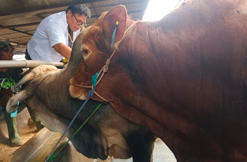 Petugas kesehatan hewan sedang memeriksa sapi. (Foto: Dok RUZKA INDONESIA)