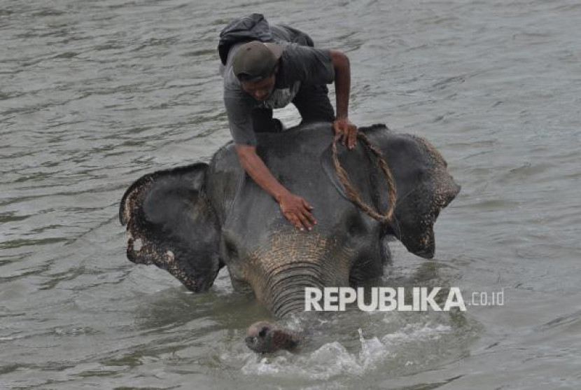 Mahout (pawang) memandikan gajah sumatra (Elphas maximus sumatranus) di sungai Pusat Konservasi Gajah (PKG) Seblat di Kabupaten Bengkulu Utara, Bengkulu, Senin (12/5/2025). Foto: ANTARA FOTO/Muhammad Izfaldi