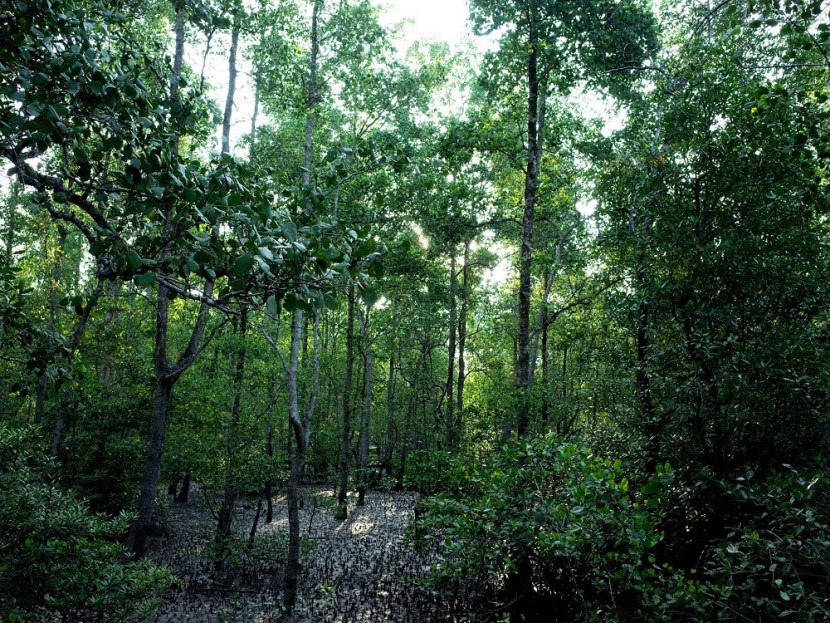 Mangrove di Teluk Semanting KKP3K KDPS Berau. (YKAN)