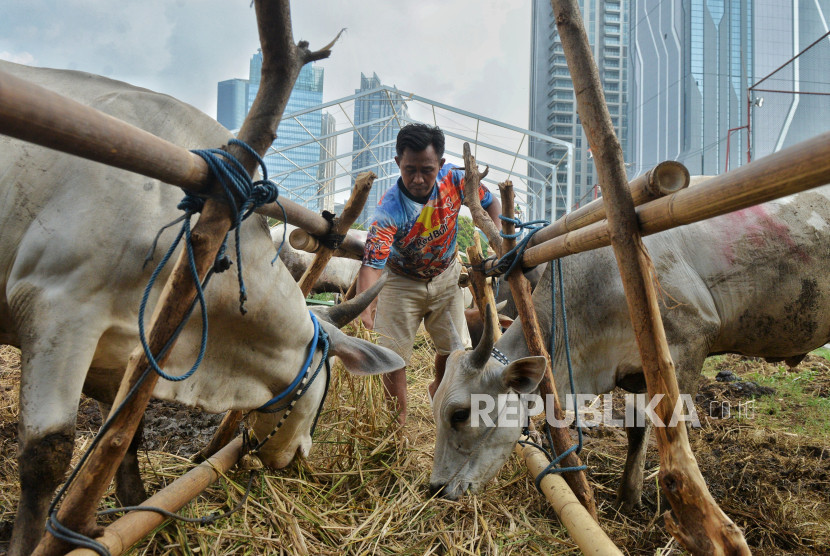 Penjual hewan kurban memberi pakan sapi yang dijajakan di kawasan Kuningan, Jakarta beberapa waktu lalu. Sumber:Republika/Thoudy Badai