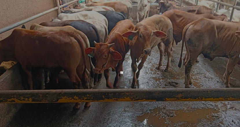 Hewan kurban sapi. (Foto: Dok RUZKA INDONESIA) 