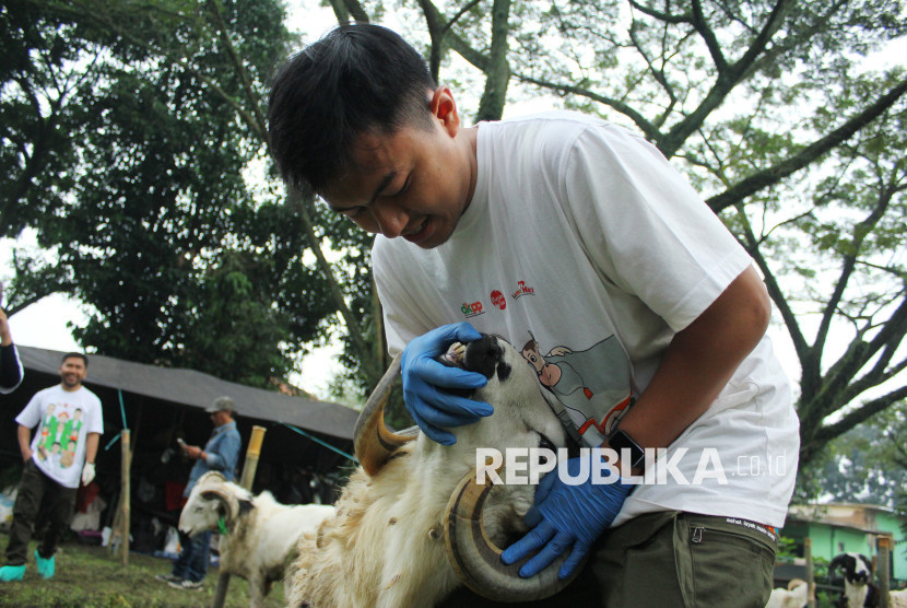 Petugas dari Dinas Ketahanan Pangan dan Pertanian (DKPP) memriksa kesehatan hewan kurban di tempat penjualan hewan kurban komplek Pussenkav, Jalan Salak, Kota Bandung, Selasa (3/5/2025). Foto: Edi Yusuf
