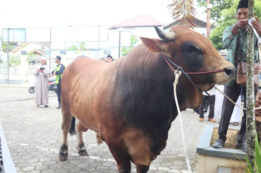 Adul, sapi Presiden untuk dikurbankan di Masjid Ar Rasyidin, Kaltim. (Adpimprov)