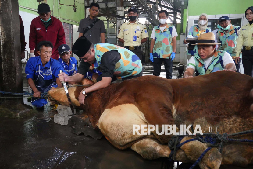 Wakil Wali Kota Bandung, Erwin menyembelih sapi kurban dari Presiden Republik Indonesia Prabowo Subianto di RPH Ciroyom, Kota Bandung, Sabtu (7/6/2025). Foto: Edi Yusuf