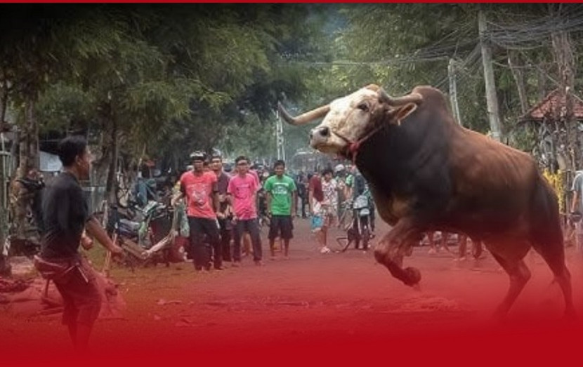 Ilustrasi, sapi ngamuk. (tangkapan layar)