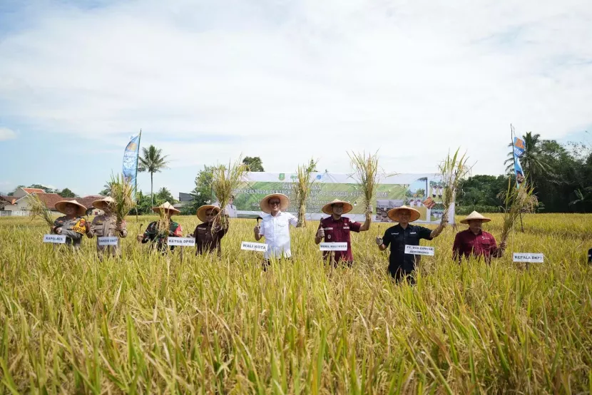 Panen perdana benih padi varietas Sintanur di Kawasan Pertanian Kota (KPK) Cikadu, Kelurahan Babakan, Kecamatan Cibeureum, Selasa (10/6/2025). Dokpim pemkot sukabumi