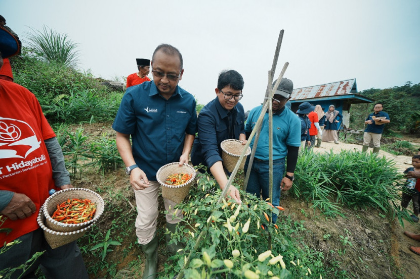 Panen cabai di Smart Green House Pupuk Kaltim konsisten meningkat. (dok. PKT)