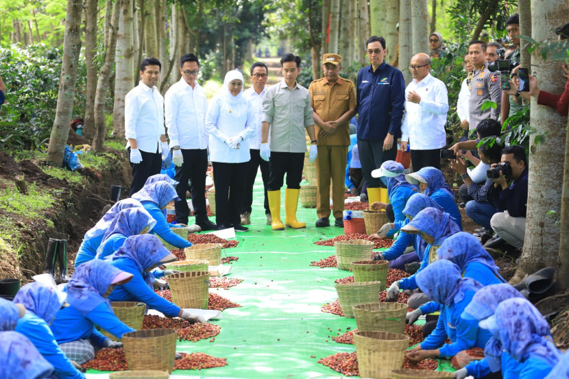 Wakil Presiden Gibran Rakabuming Raka melakukan kunjungan kerja ke kawasan Perkebunan Kopi Ijen Kalisat, Bondowoso, Jawa Timur, Selasa (24/6/2025). (Foto: Ruzka Indonesia/Perhutani)
