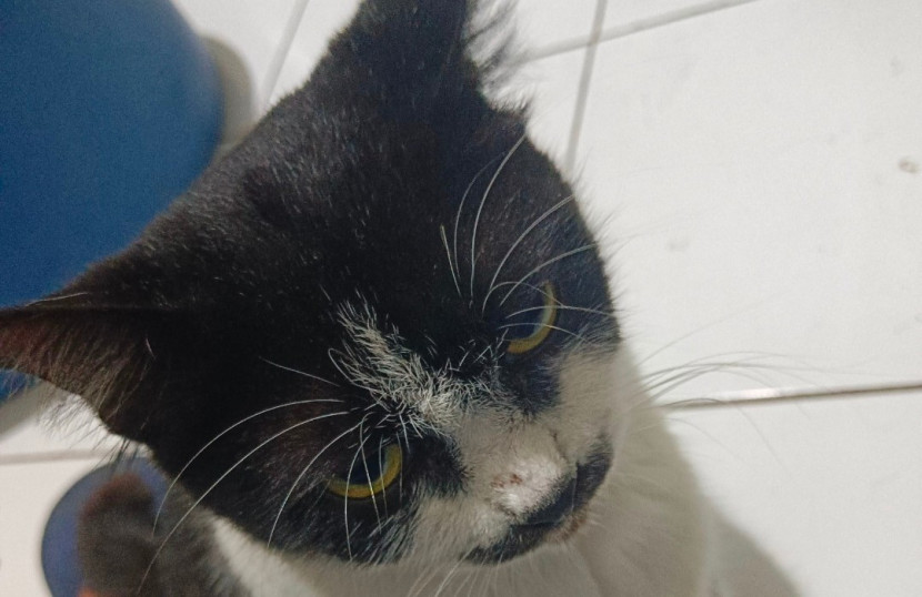 Kucing si Cemong. (Foto: Dok RUZKA INDONESIA)
