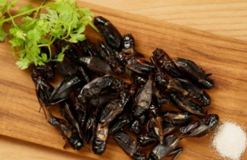 Masa Depan Protein Menurut Sains: Makan Jangkrik atau Ganggang?