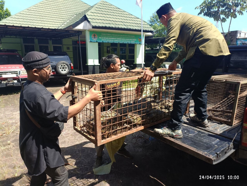 Salah satu upaya penyelamatan satwa oleh PPS Cikananga, Kabupaten Sukabumi. Istimewa