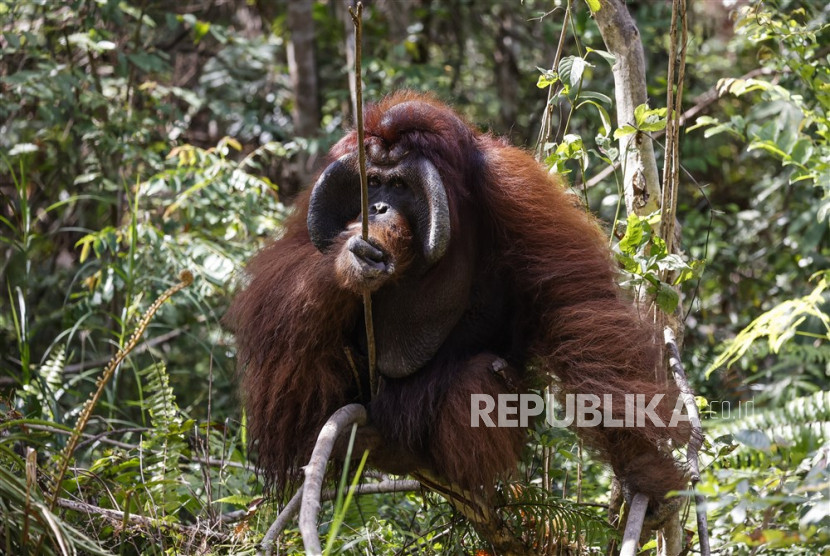 Ilustrasi, orang utan Kalimantan.