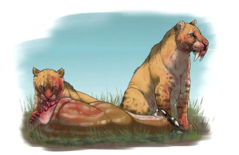 Harimau bertaring pedang dari genus Smilodon melahap mangsanya. Hilangnya keanekaragaman hayati terjadi karena berkurangnya jumlah herbivora yang dapat dimangsa, yang menyebabkan kepunahan/Felipe Capoccia/UNICAMP.