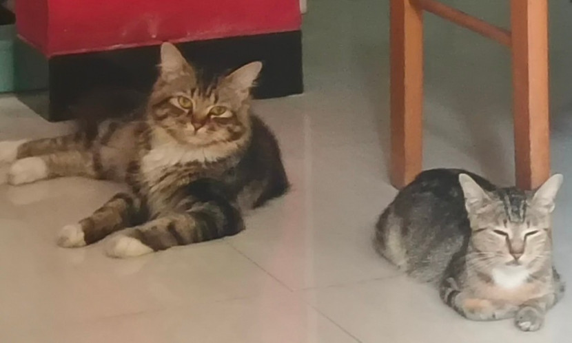 Pemkot Depok Buka Layanan Gratis untuk 150 kucing. (Foto: Dok RUZKA INDONESIA)