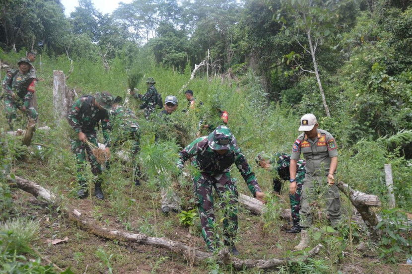 Ladang ganja seluas 3 hektare di kawasan perbukitan Tor Sihite, Desa Rao-Rao Dolok, Kecamatan Tambangan, Kabupaten Mandailing Natal. Foto: Laman resmi TNI