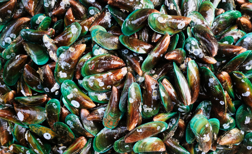 Kerang hijau (ilustrasi). FOTO: Freepik