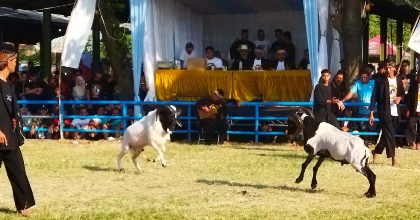 Arena adu Domba di Desa Bojong Cideres, Kecamatan Dawuan, Majalengka, Jabar. (Foto: Dok Eko Widiantoro)