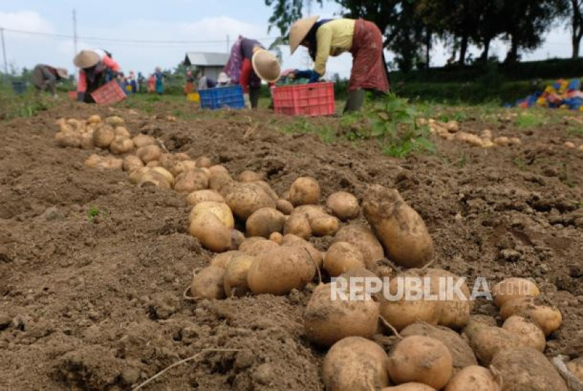 Pekerja memanen benih kentang di Kebun Benih Hortikultura (KBH) Kledung, Temanggung, Jawa Tengah, Senin (1/7/2024). Foto: ANTARA FOTO/Anis Efizudin