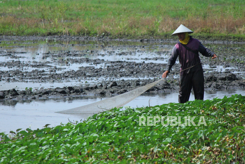 Ilustrasi, optimalisasi lahan rawa untuk menggenjot produksi pangan.
