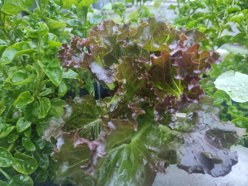 sayuran organik / FIFARM