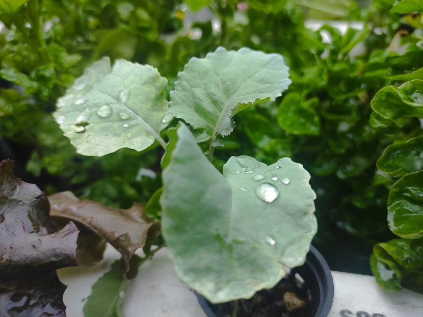Sayuran segar dari kebun sendiri / FIFARM