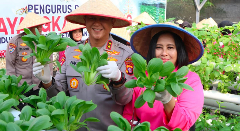 Kapolda Kateng Irjen Pol Iwan Kurniawan bersama Ketua Bhayangkari Kalteng Maya Iwan Kurniawan.melaksanakan kegiatan panen sayuran. (Foto: Humas Polda Kateng) 