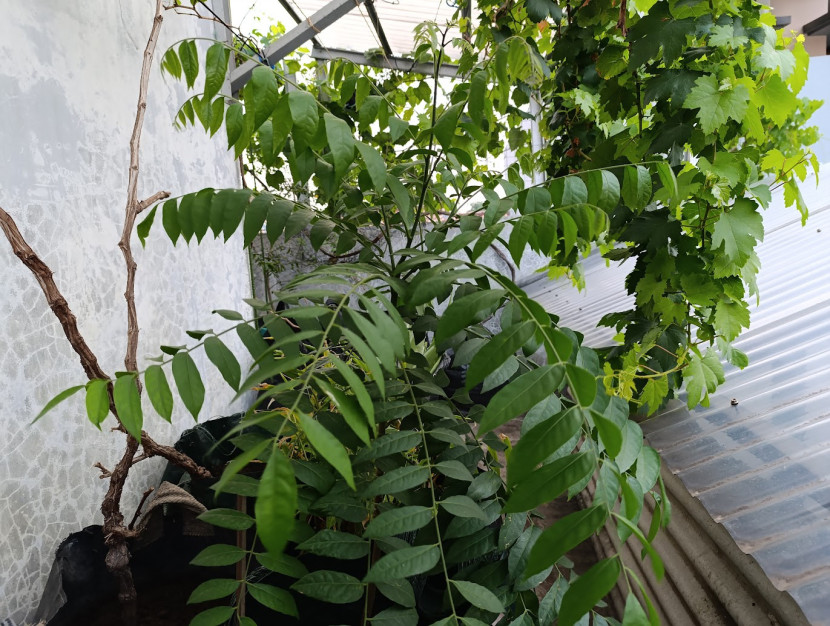 Khasiat Daun Kare (Murraya koenigii ) / FIFARM