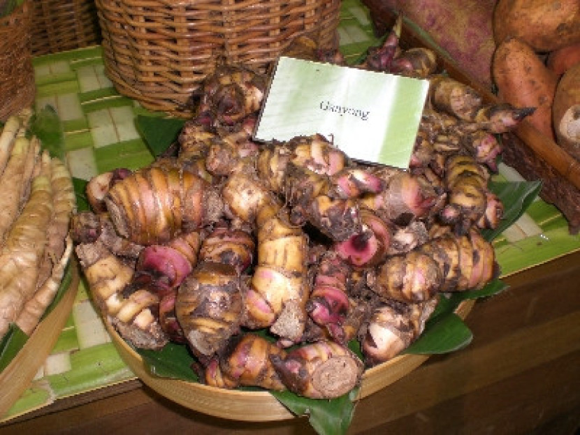 Ganyong ( Canna edulis ) umbi-umbian ketahanan pangan / REPUBLIKA