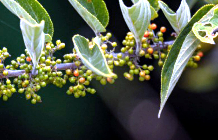 Sejenis Trema micrantha. (Daniel Pineda Vera/iNaturalist/CC BY 4.0)