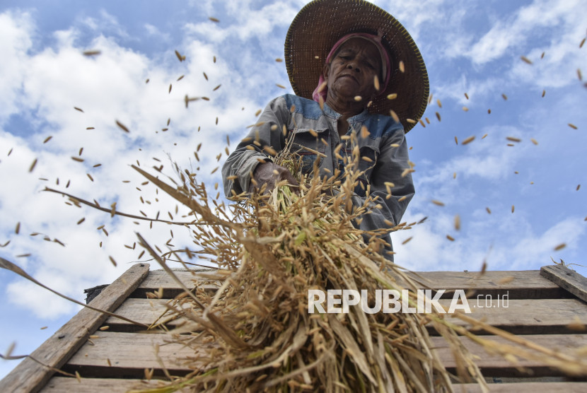 Petani merontokan padi saat panen raya di Kecamatan Lumbung, Kabupaten Ciamis, Jawa Barat, Ahad (27/4/2025). Perum Bulog Wilayah Jawa Barat mencatat realisasi serapan gabah dan beras dari petani hingga Maret 2025 telah mencapai 103 persen atau 128.513 ton dari target yang ditetapkan sebanyak 124.027 ton. (Dok Antara Foto)