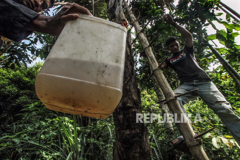 Petani menurunkan jeregen berisikan air nira dari pohon aren. (Dok Antara)
