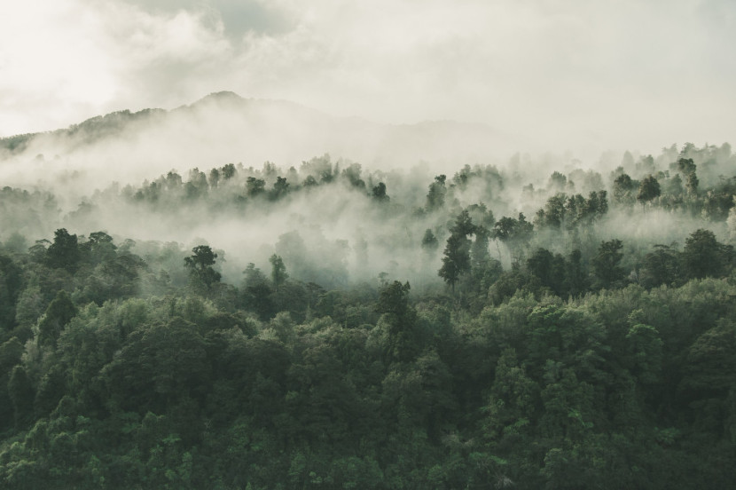 Ilustrasi hutan. Sumber:Freepik