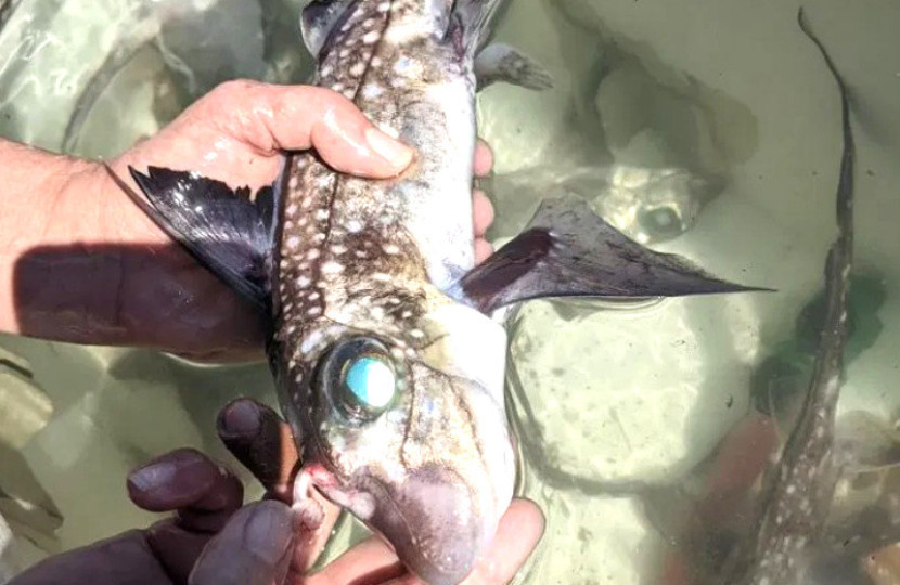 Ikan Ratfish Tutul (Hydrolagus colliei) jantan yang tertangkap menunjukkan penjepit frontal (tenaculum) yang memanjang/tegak di bagian depan kepala/Foto: Gareth J. Fraser, University of Florida.