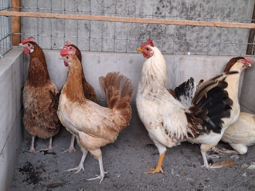 Ayam Elba / komunitas ayam elba solo raya
