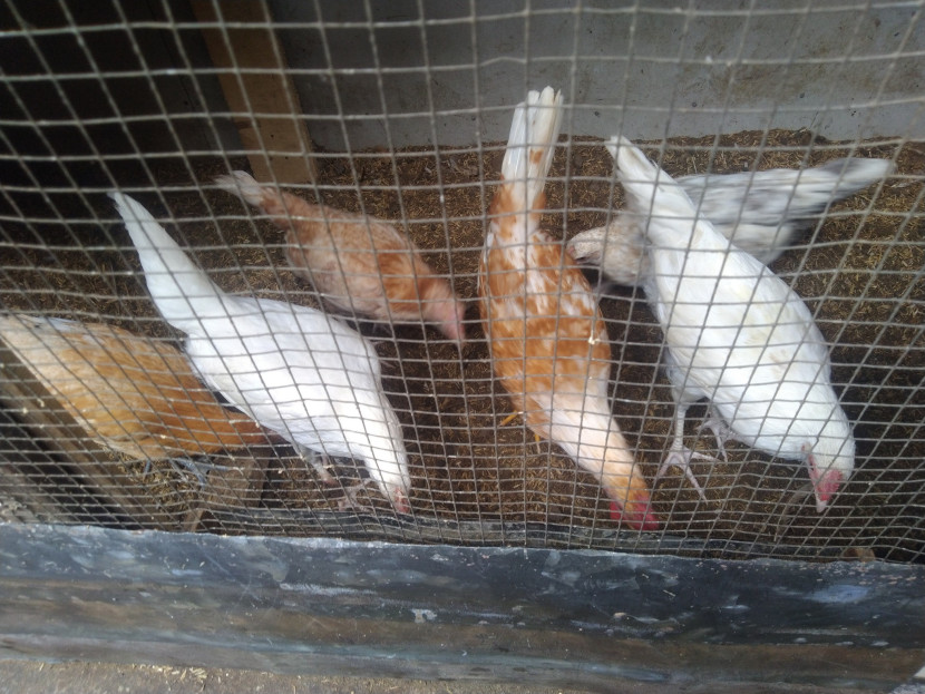 Ayam Elba / komunitas ayam elba solo raya