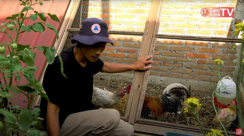 Kandang ayam kastari yoso farm / tani link