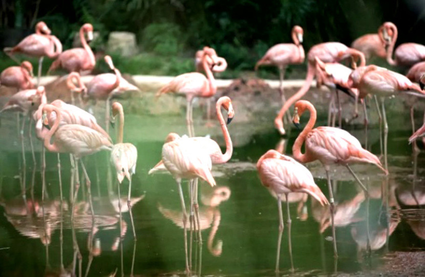 tamansafari.com