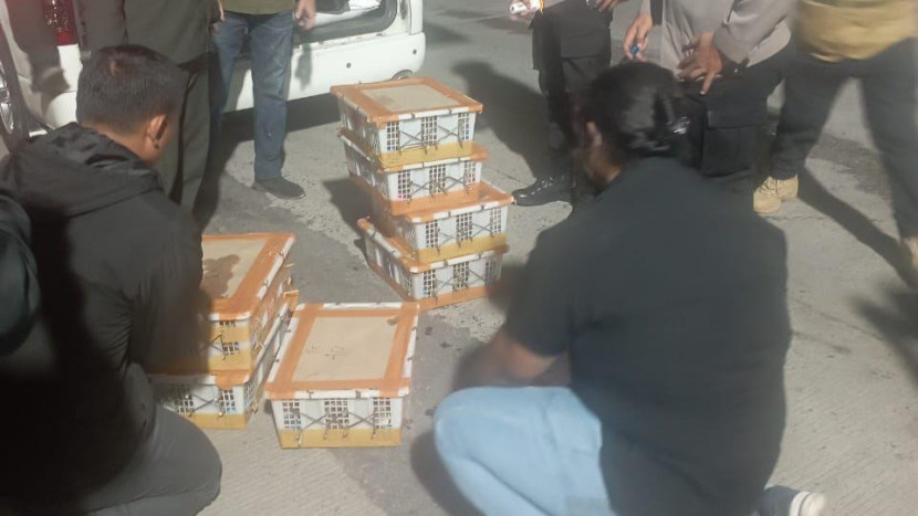 282 Burung Asal Belitang Gagal Diselundupkan ke Jakarta