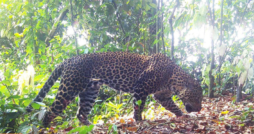Macan tutul Jawa terekam kamera di kawasan Pegunungan Sanggabuana, Karawang. Sumber: Dispenad